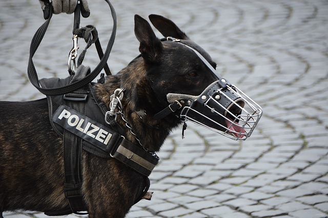 policejní pes