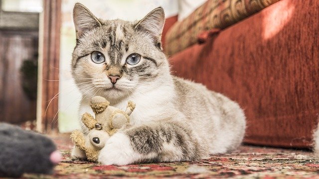 kočka s hračkou.jpg